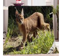 CozyRest Sherpa Fleece Blanket 130x150 cm, Animal Caracal Warm and Soft Fluffy Flannel Throw Blanket Easy Care Blanket for Bed Sofa Couch, Gifts for Children, Adults, Mum, Dad