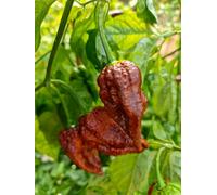 Cp115 Chocolate Chilli - 10 Fresh Seeds