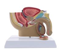 Cpolebev 1:2 Male Pelvic Sagittal Section Testicular Prostate Bladder Rectal Urinary System Model