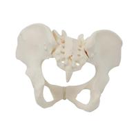 Cpolebev 1 Piece 1:1 Female Pelvis Model Life Size Female Pelvic Skeleton Model Anatomy Model for Science Education