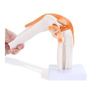 Cpolebev Anatomical Knee Joint with Ligaments Model, Human 1:1 Life Size, for Science Classroom Study, Display Teaching B