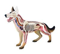 Cpolebev Animal Organ Anatomy Model 4D Dog Intelligence Assembling Toy Teaching Anatomy Model DIY Appliances