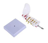 Cpolebev Cervical Vertebra Arteria Spine Spinal Nerves Anatomical Model Anatomy for Science Classroom Study Display Teaching Model