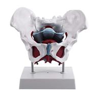 Cpolebev Female Pelvis and Reproductive Organs Model Female Bladder Pelvic Floor Muscle Rehabilitation Anatomical Model