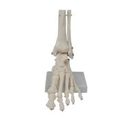 Cpolebev Foot Joint Model, Human Anatomy Model, Life Size, Foot Anatomy Model, Human Skeleton Model Teaching Equipment