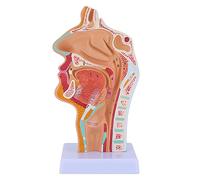 Cpolebev Nasal Cavity Throat Anatomy Model Human Anatomical Pharynx Larynx Model for Students Study Display Teaching