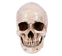 Cpolebev Skull Decor Prop Skeleton Head 1:1 Model Halloween Style Haunted House Festival Supplies