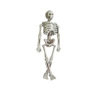 CPYGMXI Halloween Skeleton Prop Deco Halloween Skeleton Life Size Full Body Posable Joints Skeletons Human Full Size Hand Life Body Anatomy Model Halloween Decorations Outdoor Third