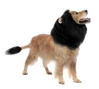 CQJ Lion Mane Halloween Costume for Medium & Large Dogs - Realistic Lion Wig (Black, S)