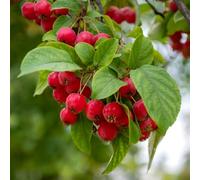 Crab Apple 'Golden Hornet' Self-Fertile Tree with White Blossom and Golden Fruits Ideal for Wildlife and Jellies 1X Bareroot by Thompson and Morgan