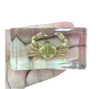 Crab Specimen Natural Marine Biological Specimens Real Crab Specimen Collection Resin Specimens for Kids Educational Toys, School Science Education