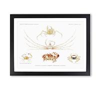 Crab Varieties By Albert I Vintage Framed Print | A3 Black Framed Wall Art | Ready to Hang | Classic Animal Picture | Living Room Bedroom Lounge Office