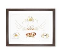 Crab Varieties By Albert I Vintage Framed Print | A3 Walnut Framed Wall Art | Ready to Hang | Classic Animal Picture | Living Room Bedroom Lounge Office