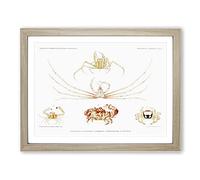 Crab Varieties By Albert I Vintage Framed Print | A4 Oak Framed Wall Art | Ready to Hang | Classic Animal Picture | Living Room Bedroom Lounge Office