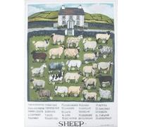 Crackers Ltd Sheep Breeds Educational Cotton Tea Towel, Farm Animals Design, Kitchen Accessory with Illustrated Sheep Varieties