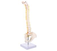 CRAFTHROU Human Spine Model 17.7 Inch Flexible Vertebrae Model with Cervical Spine and Discs for Educational and Hospital Use