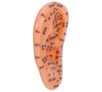 CRAFTHROU Realistic Human Ear Acupuncture Point Model Made of Sturdy PVC, Easy Identification of Acupoints, Intuitive Teaching Prop for Education Purposes in Traditional Chinese Medicine