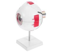 CRAFTHROU Removable Human Eye Anatomical Model with Numbered Parts Plastic Eyeball Anatomy Model for Teaching and Science Presentations for Classroom and Student Learning