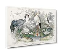 Crane, Stork, Egret & Heron By Oliver Goldsmith Canvas Print | Gallery Wrapped 30mm Frame Wall Art | 20x14 inches | Ready to Hang | Retro Picture | Living Room Bedroom Lounge Office