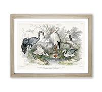Crane, Stork, Egret & Heron By Oliver Goldsmith Vintage Framed Wall Art Print, Ready to Hang Picture for Living Room Bedroom Home Office Décor, Oak A4 (34 x 25 cm)