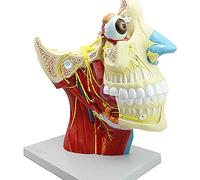 Cranial Nervous System Model - Anatomical Teaching Aid with 12 Pairs of Cranial Nerves for Medical Education and Learning