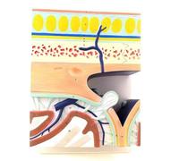 Cranium Layer Anatomy Model, Skull Base Layered Anatomical Enlarged Model, Dural Sinus Scalp 5-Layer Structure Scalp Ecological Models for Educational Training.