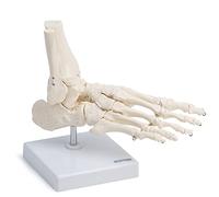 Cranstein A-322 Medical Anatomical Skeleton Foot Model, Life Size
