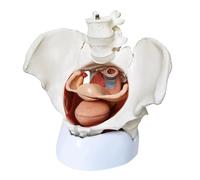 Cranstein A-370 Female Pelvic Floor Model, 7-Piece with Base