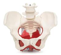 Cranstein A-371 Female Cymbal Model with Organs