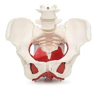 Cranstein Scientific A-330 E-330 Medical Anatomical Female Pelvis Model with Removable Organs, 7-part, Life Size