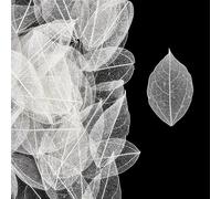 CRASPIRE 200Pcs White Skeleton Leaves 4.5-5cm Rubber Tree Dried Pressed VajraSkeleton Flower Leaf Vein for Resin Art DIY Crafts Candle Card Phone Case Scrapbook Wedding Embellishment Seasonal Gift