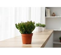 Crass Horn Tree Pot Size 12 Cm Height 25 Mini Pine Indoor Houseplant