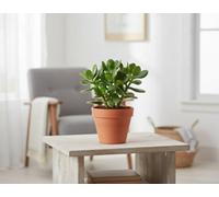 Crass Mixed Pot Size 10.5 Cm Height 15 Jade Plant Indoor Houseplant