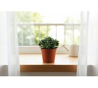 Crass Spring Time Pot Size 10.5 Cm Height 15 Variegated Rusbys Crassula Indoor Houseplant