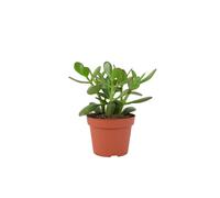 Crassula Money Plant - Lucky Succulent in 12cm Pot Air-Purifying Houseplant - No Container