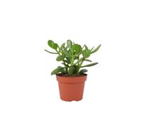 Crassula Money Plant Lucky Succulent In 12Cm Pot Airpurifying Houseplant Garden Plant