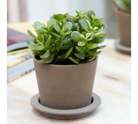 Crassula ovata (12cm, V1)