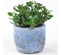 Crassula ovata (12cm, V2)