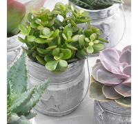 Crassula ovata (12cm, V3)