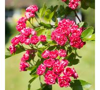 Crataegus Laevigata 'Paul'S Scarlet' Midland Hawthorn | Garden Tree | 5-6Ft