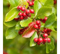 Crataegus Persimilis Prunifolia | Broad-Leaved Cockspur Thorn | Tree | 5-6Ft