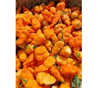Crazy Head Orange Chilli Seeds - 10 Fresh Seeds