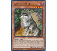CRBR-EN026 Aloof Lupine