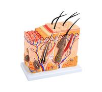 CRBUDY 3D of The Human Skin Model with Increase of The Skin 50Veces Major Three -Dimensional Human Skin Anatomy Model Hair Follicles, Sweating, Fatty Fabric for Students Teachers