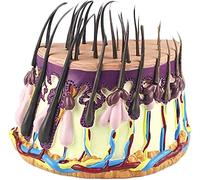 CRBUDY Anatomical Model Human Hair Skin Magnification Hair Growth Process Hair Follicle Anatomy Science Kits Lab Supplies Hair Growth Process Medical Teaching Learning Model