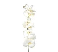 Cream Eternity Orchid Artificial Flower