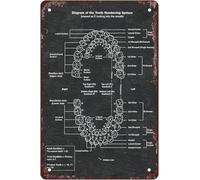 Creative Aluminum Tin Sign Diagram Of The Tooth Numbering System Style Artwork Infographic Analysis For Club Home Office Hospital Departments Guide Reference Chart