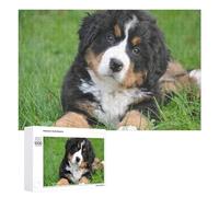 Creative Challenge - Adorable Bernese Mountain Dog Puppy in Grass, 1000 PCS, Challenging Puzzle for Adults, Holiday-Season Gift, for Relaxing Solo Or Group Play