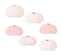 Creative Conch Shell Pot Elegant Shell Display 6pcs, for Air Plants