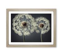 Creative Dandelion Flowers H1022 BLK Framed Print for Living Room Bedroom Home Office Décor, Wall Art Picture Ready to Hang, Oak A2 Frame (64 x 46 cm)